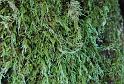 Moss on Bark